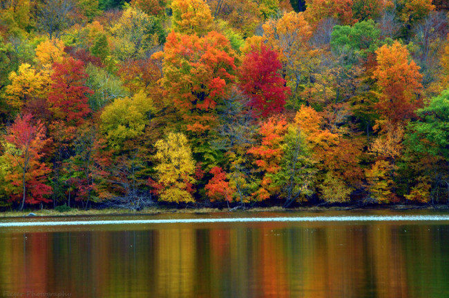 Обои картинки фото природа, реки, озера, река, лес, деревья, осень