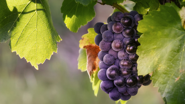 Обои картинки фото природа, ягоды,  виноград, виноград