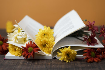 Картинка разное канцелярия +книги разноцветные хризантемы книга