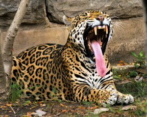Картинка ложи руку животные Ягуары ягуар морда зевает язык