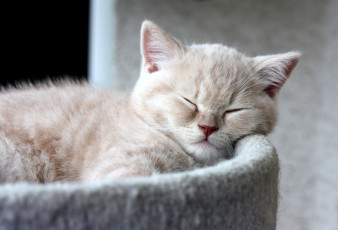 Картинка животные коты сон котенок