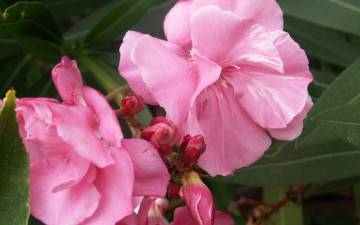 Картинка цветы олеандры розовый