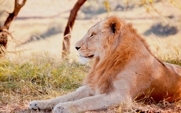 Картинка животные львы саванна лев взгляд