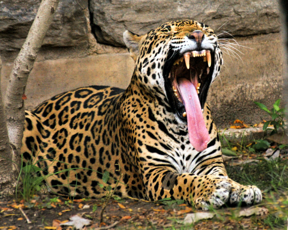 Обои картинки фото ложи, руку, животные, Ягуары, ягуар, морда, зевает, язык