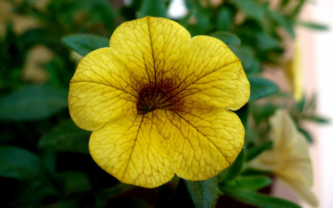 Обои картинки фото калибрахоа, цветы, петунии, желтый