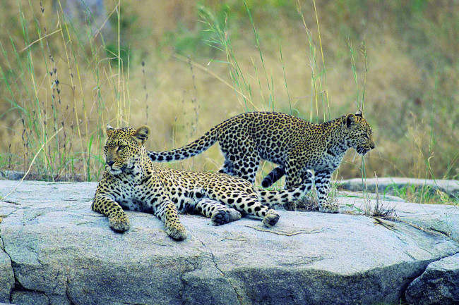 Обои картинки фото ожидании, животные, леопарды, леопард, пара, отдых, камень