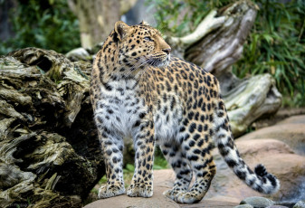 Картинка животные леопарды красавец амурский леопард