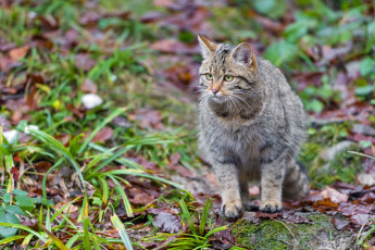 Картинка животные дикие кошки евразийский лесной кот