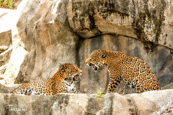 Картинка животные Ягуары выяснение отношений