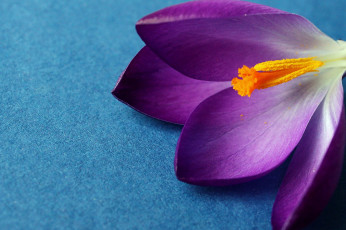 Картинка цветы крокусы фиолетовый макро