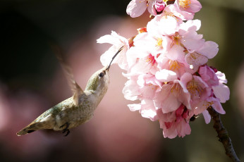 Картинка животные колибри полет весна