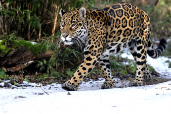 Картинка животные Ягуары снег хищник
