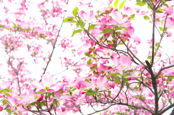 Картинка цветы кизил ветка розовый