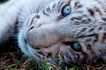 Картинка животные тигры малыш глаза