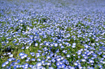 Картинка цветы немофилы вероники голубой ковер