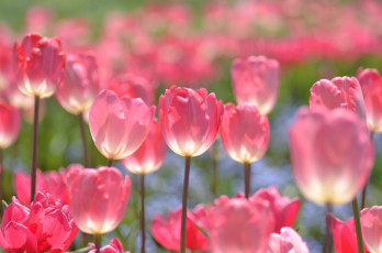 Картинка цветы тюльпаны весна настроение розовый