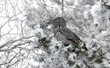 Картинка животные совы неясыть зима деревл снег