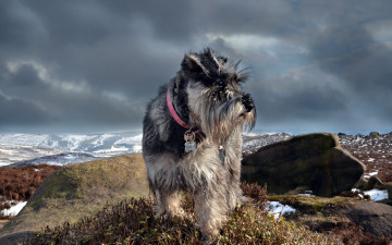 Картинка животные собаки горы пейзаж шнауцер