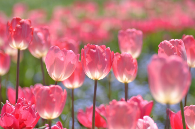 Обои картинки фото цветы, тюльпаны, весна, настроение, розовый