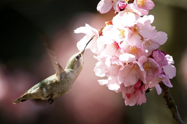 Обои картинки фото животные, колибри, полет, весна