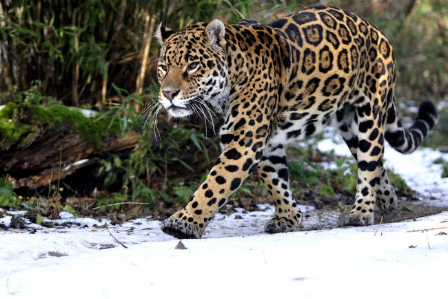 Обои картинки фото животные, Ягуары, снег, хищник