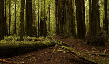 Картинка природа лес redwood