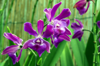 Картинка цветы орхидеи лиловый