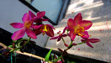 Картинка цветы орхидеи ветки