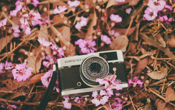 Картинка бренды olympus цветы фотоаппарат розовые