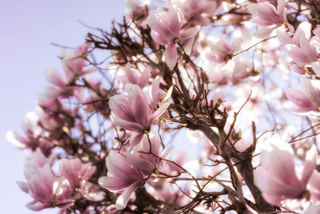 Обои картинки фото цветы, магнолии, розовый, магнолия, весна, цветение, дерево