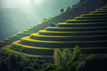 Картинка природа поля свет склон рис рисовые домик