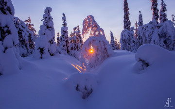Картинка природа зима снег лес солнце