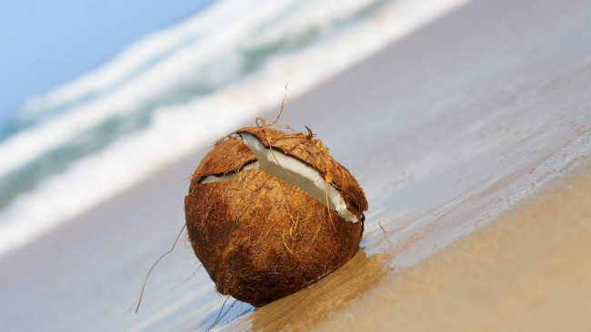 Обои картинки фото еда, кокос, орех, кокосовый, берег, вода