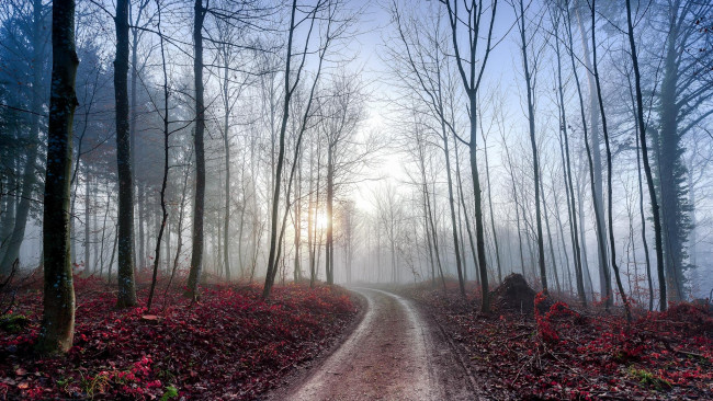 Обои картинки фото природа, дороги, дорога, деревья, лес, туман