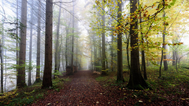 Обои картинки фото природа, дороги, туман, дорога, деревья, лес, осень