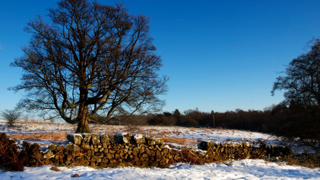 Обои картинки фото природа, зима, дрова, деревья, снег