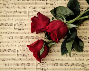обоя музыка, -другое, ноты, цветы