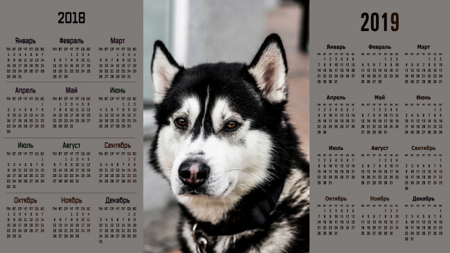 Обои картинки фото календари, животные, морда, взгляд, собака