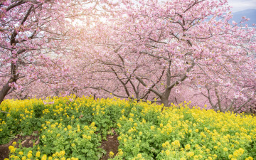 Картинка цветы сакура +вишня деревья парк весна цветение pink blossom park tree sakura cherry spring