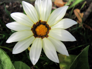 Картинка цветы газания белая макро