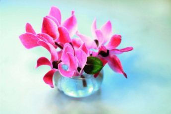 Картинка цветы цикламены розовые букет