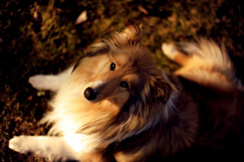 Картинка животные собаки собака колли осень