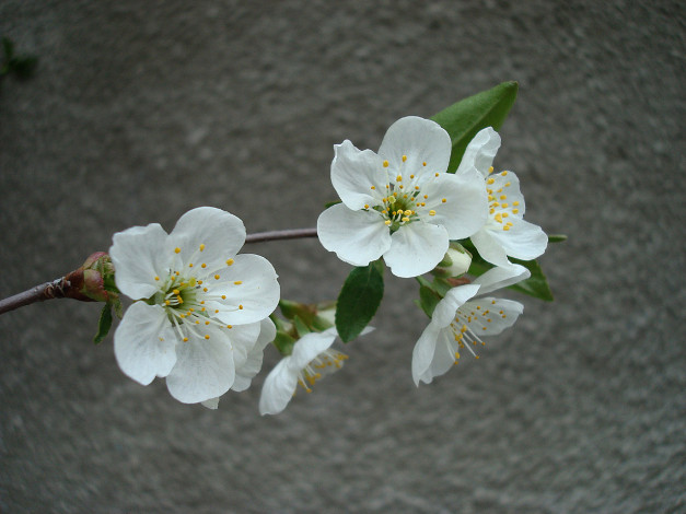 Обои картинки фото вишня, цветы, сакура