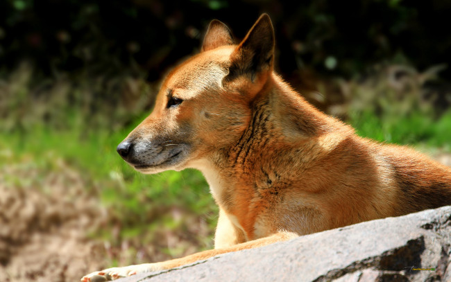 Обои картинки фото новогвинейская, поющая, собака, животные, другое