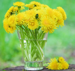 Картинка цветы одуванчики желтый