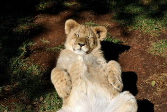 Картинка животные львы отдых кошка львенок лев