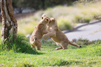 Картинка животные львы борьба игра пара детеныши