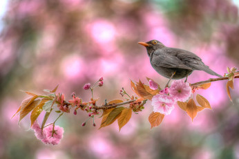 Картинка животные птицы ветка цветение весна птица
