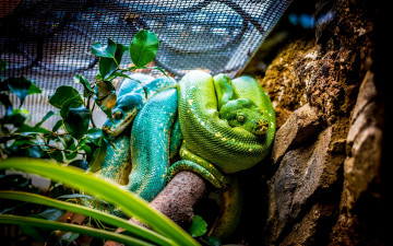 Картинка животные змеи +питоны +кобры пара зеленый