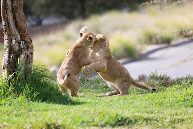 Обои картинки фото животные, львы, борьба, игра, пара, детеныши